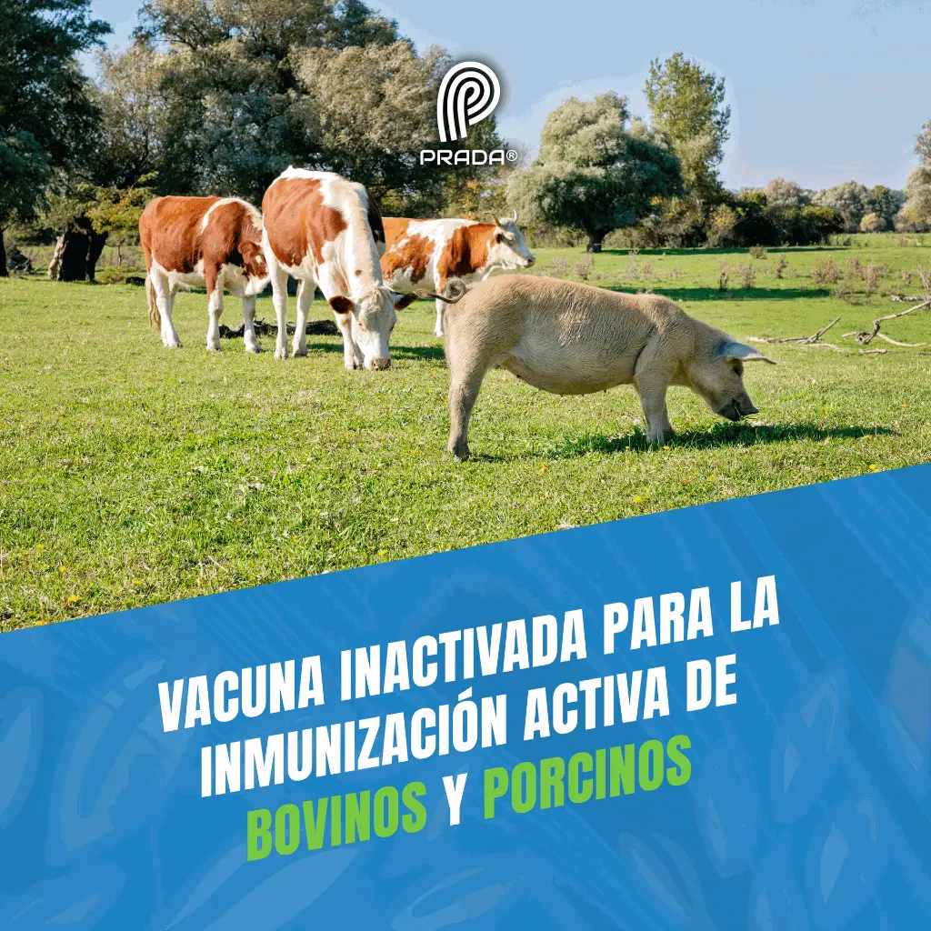 VACUNA_ESTOMATITIS_250ML_06.webp