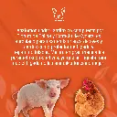 BEDGEN_40SFA_5LT_01.webp