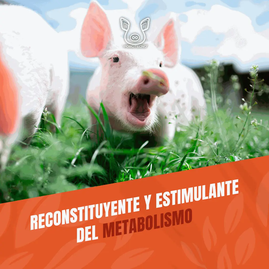 COMPLEJO_B600_100ML_05.webp