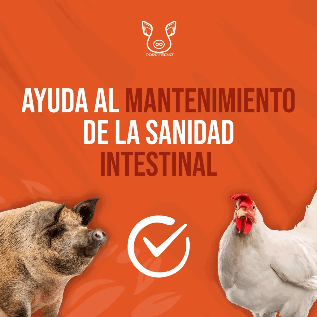 ACIVET_20LT_04.webp