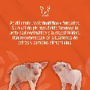 AZIX_CU_20KG_01.webp