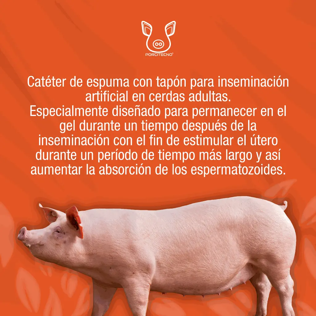 CATETER_CERDA_TIPO_A_01.webp