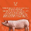 CATETER_CERDA_TIPO_A_01.webp