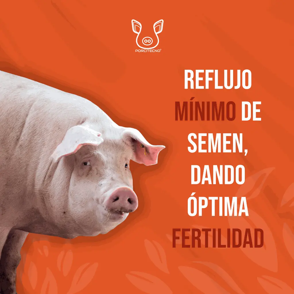 CATETER_CERDA_TIPO_A_03.webp