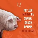 CATETER_CERDA_TIPO_A_03.webp