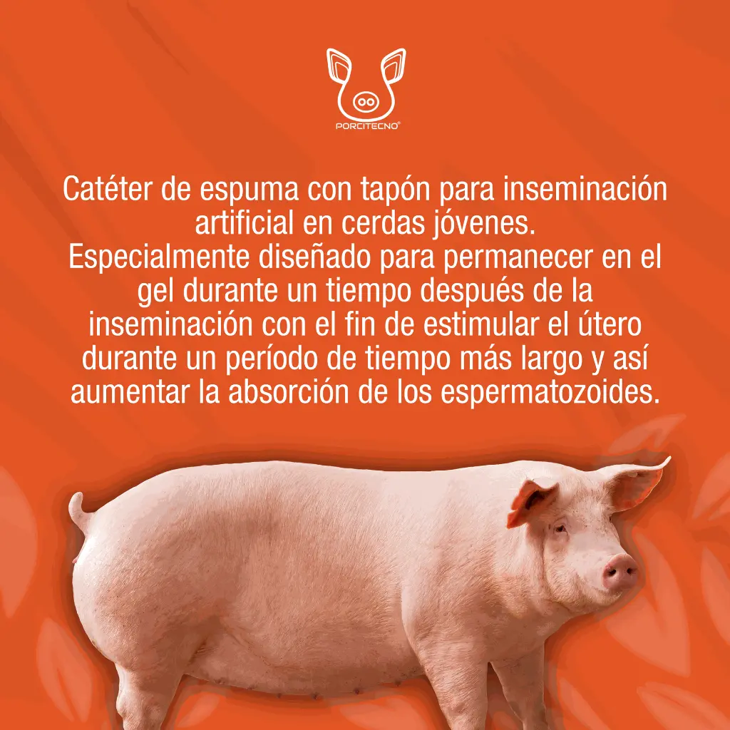 CATETER_CERDA_TIPO_B_01.webp