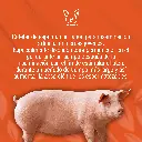 CATETER_CERDA_TIPO_B_01.webp
