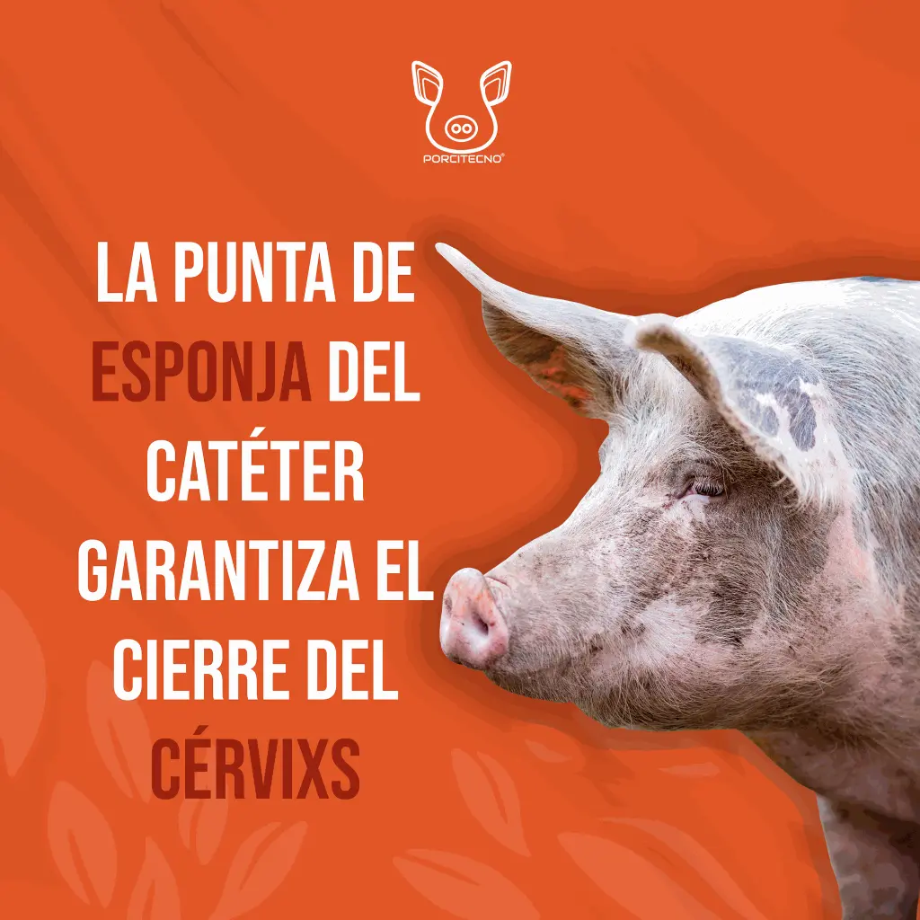 CATETER_CERDA_TIPO_B_03.webp