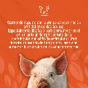 CATETER_CERDA_AZUL_TIPO_A_01.webp