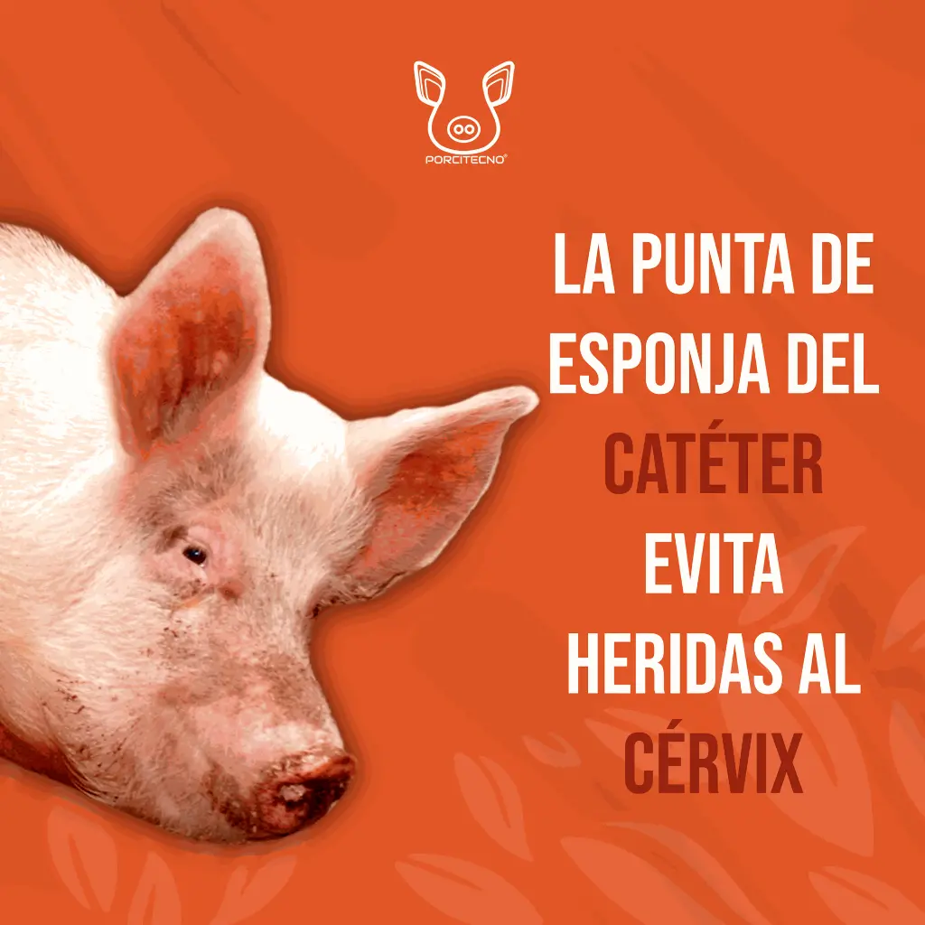 CATETER_CERDA_AZUL_TIPO_A_03.webp