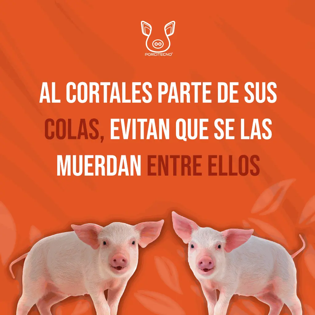 CORTACOLAS_ELECTRICO_HSGM_03.webp