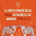 CORTACOLAS_ELECTRICO_HSGM_03.webp