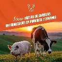 TYLOVIC_100ML_06.webp