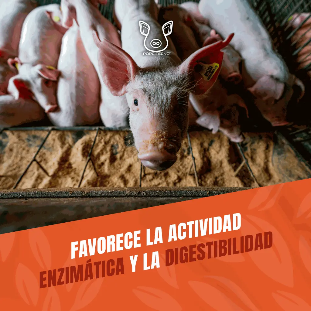 AZIX_FORTE_25LT_05.webp