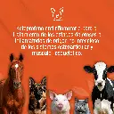 ANKOFEN_10%_100ML_01.webp