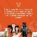VETALGINA_50ML_01.webp