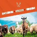 MONOPERSULFATO_21.4%_FUMIGENO_1000GR_05.webp