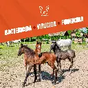 MONOPERSULFATO_21.4%_FUMIGENO_100GR_05.webp