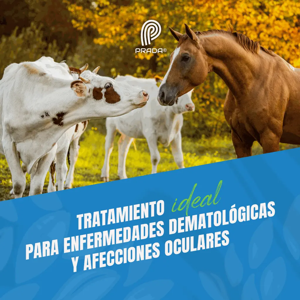 INFLACOR_20ML_04.webp