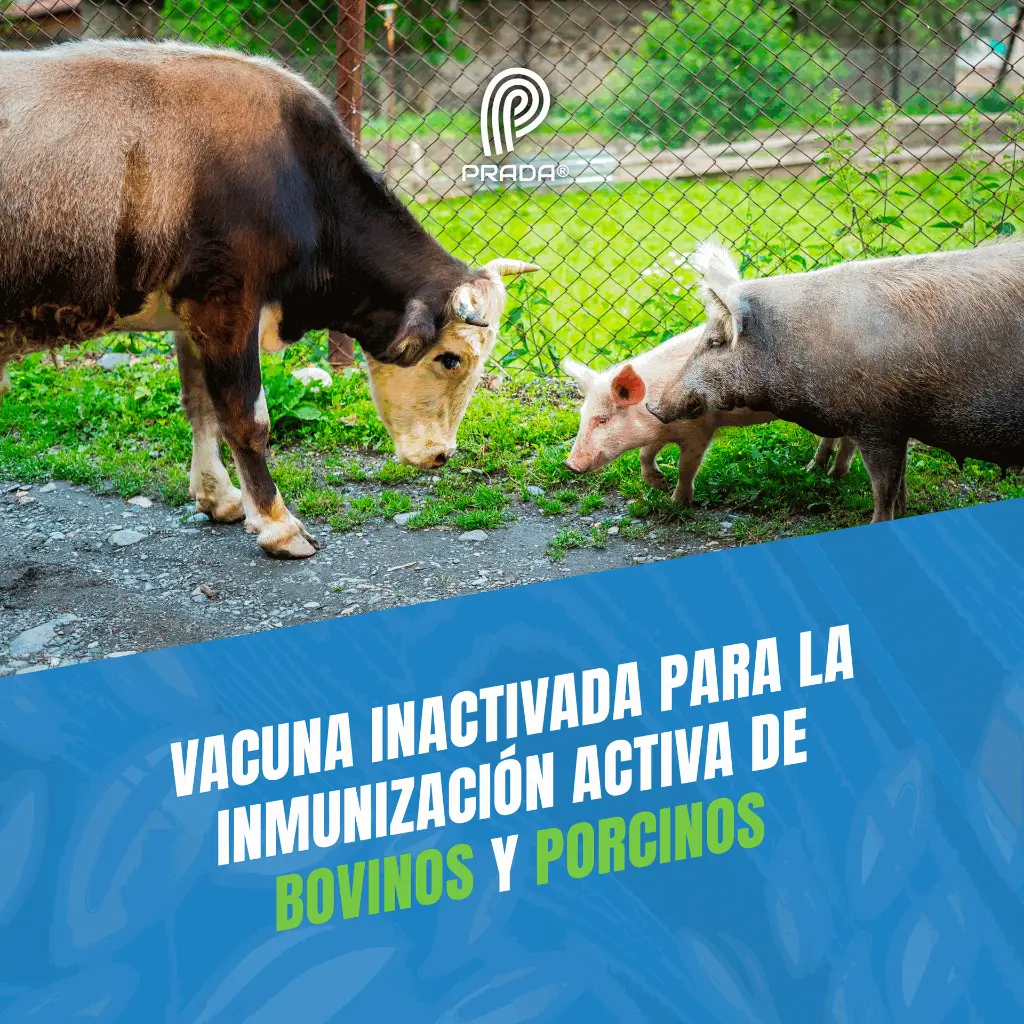 VACUNA_ESTOMATITIS_100ML_06.webp
