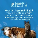COMPLEMIL_ORAL_4LT_01.webp