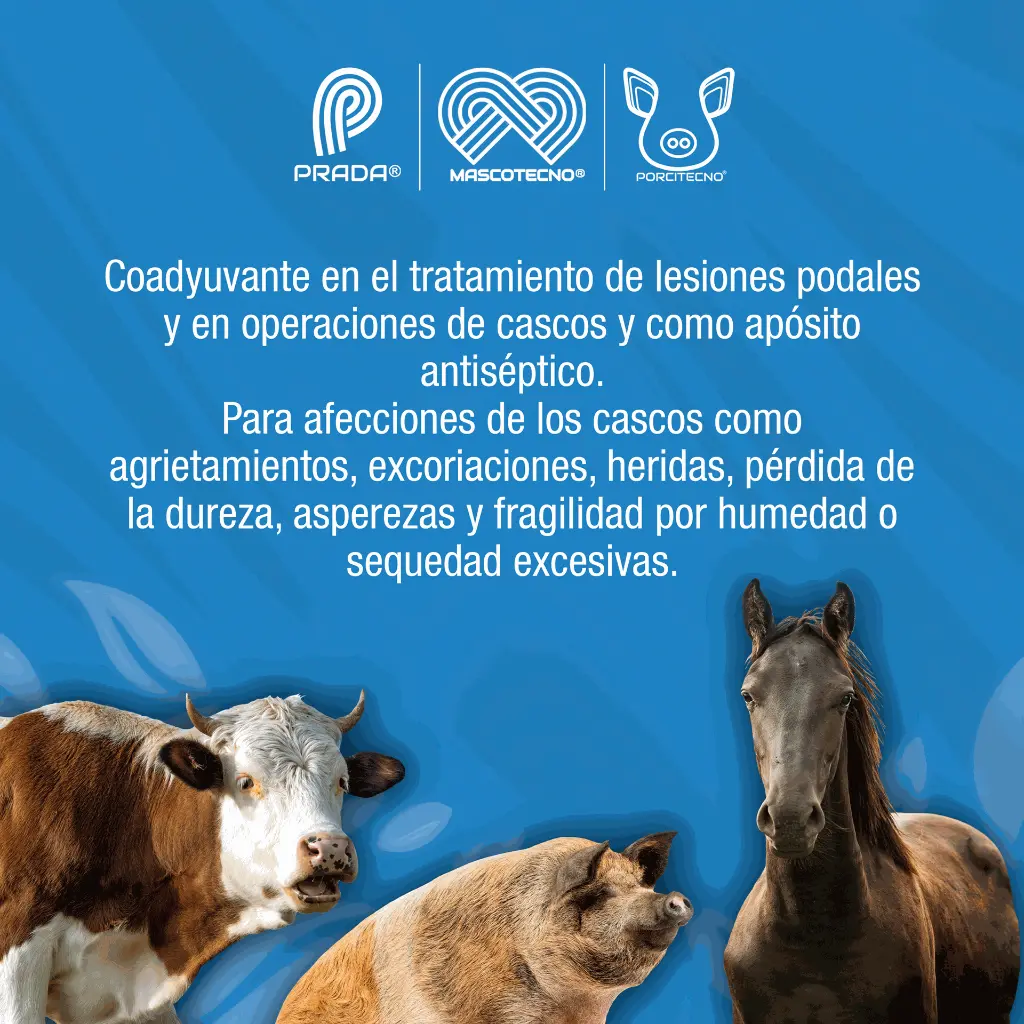 CASQUITOS_200GR_01.webp