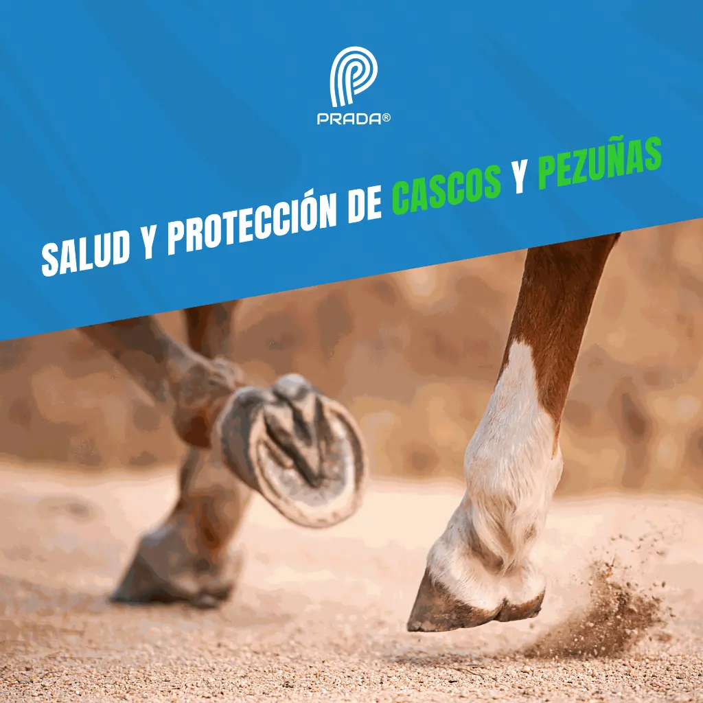 CASQUITOS_200GR_05.webp