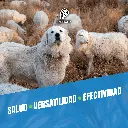 GLUCONATO_DE_CALCIO_500ML_04.webp