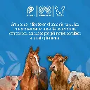 ESTREPTOVEC_INY_5GR_01.webp