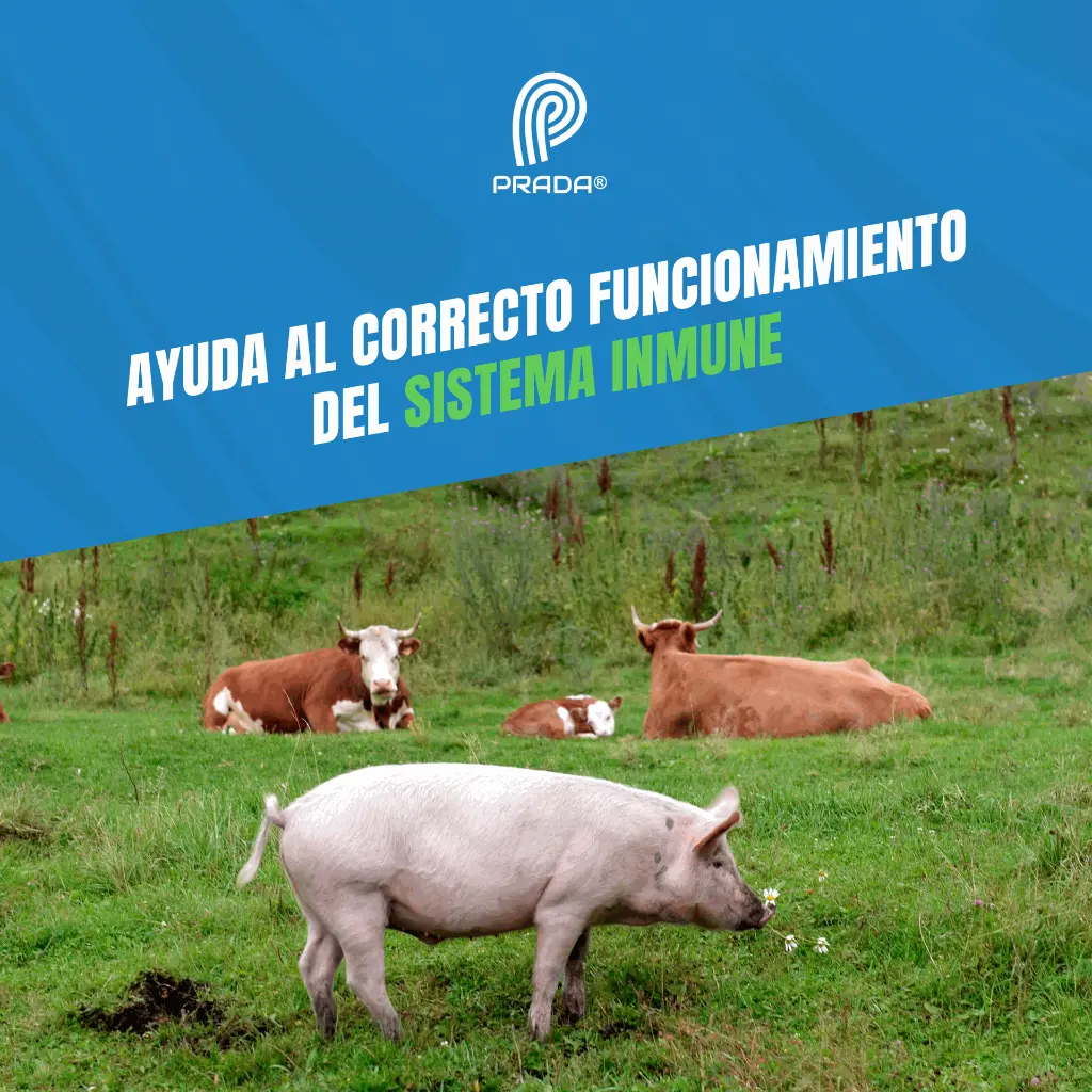 INMUNOCEL_FCO_50ML_05.webp