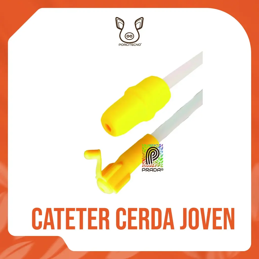 CATETER CERDA JOVEN (GILT) AMARILLO TIPO B