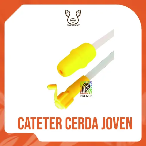 [6-0020-0316] CATÉTER CERDA JOVEN (GILT) AMARILLO TIPO B {M}