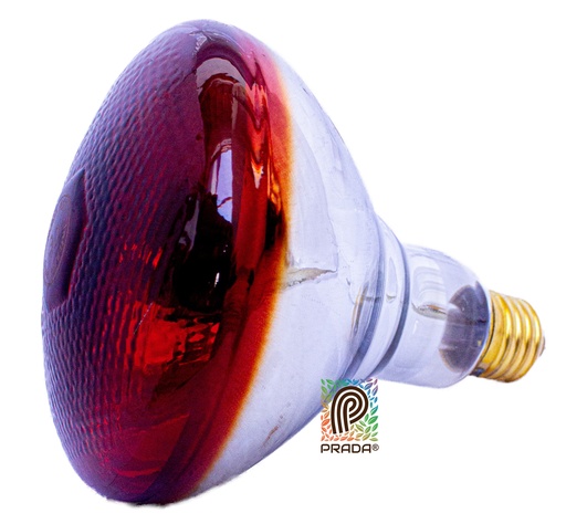[0-0000-0006] LAMPARA (BOMBILLO INFRARROJO) 220V 175W